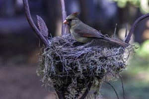 bird-985603_640